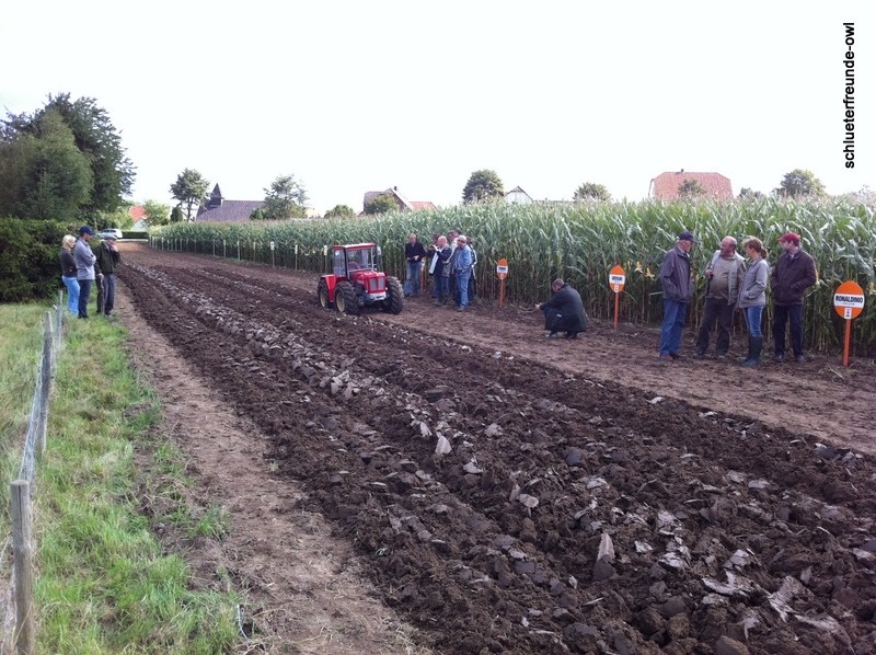 Erder Mais, Bild 4