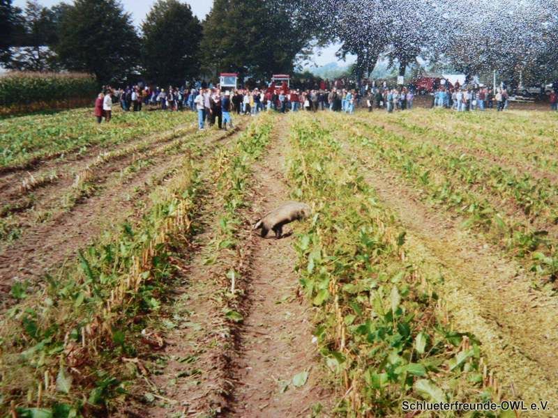 Feldttag 1993, Bild 9