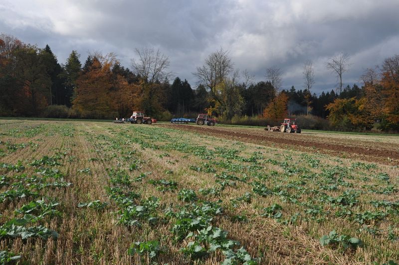 kleiner Feldtag in Harzberg, Bild 15