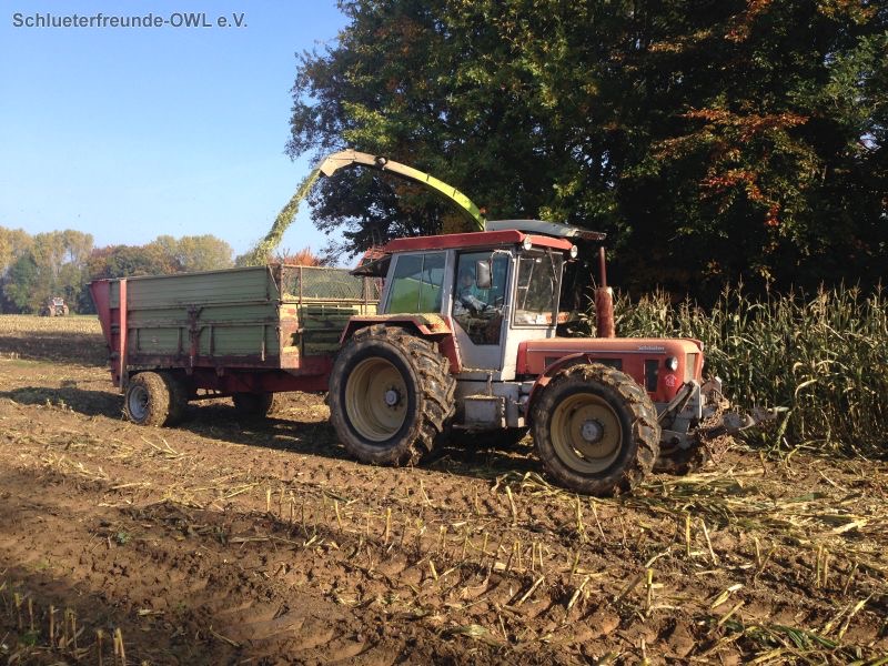 Maisernte, Bild 12
