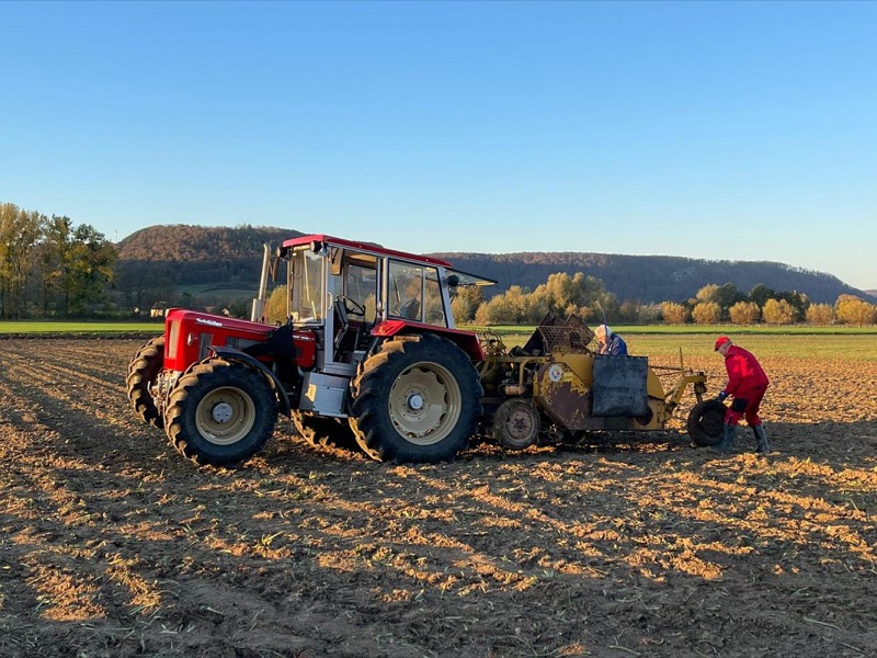 Rüben roden, Bild 6
