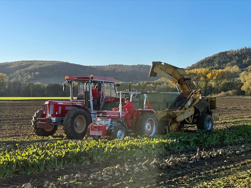 Rüben roden, Bild 8