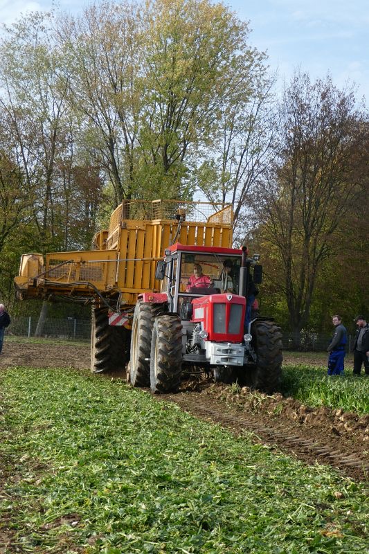 Rüben roden, Bild 74