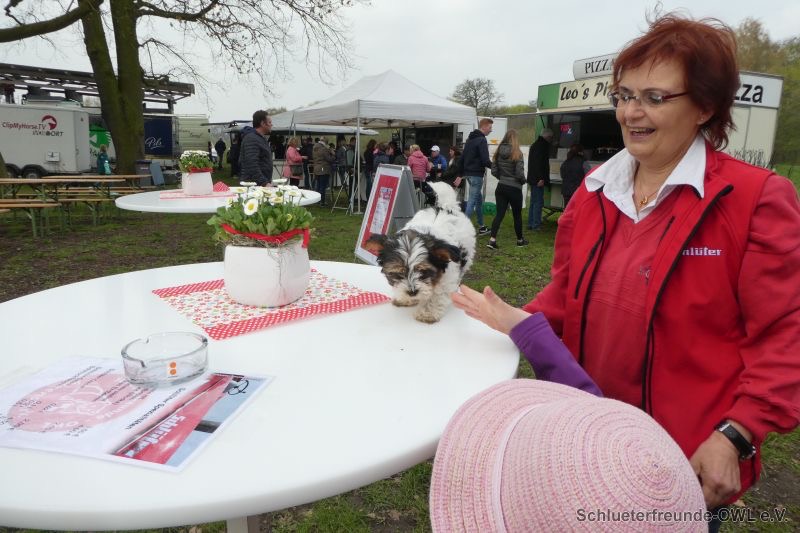 Reitturnier Bad Oeynhausen, Bild 3